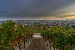 Weinberg mit Weinstöcken und einem Dorf im Hintergrund.