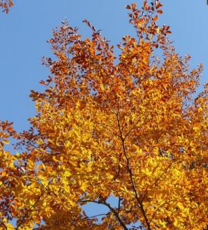 Baum im Herbst